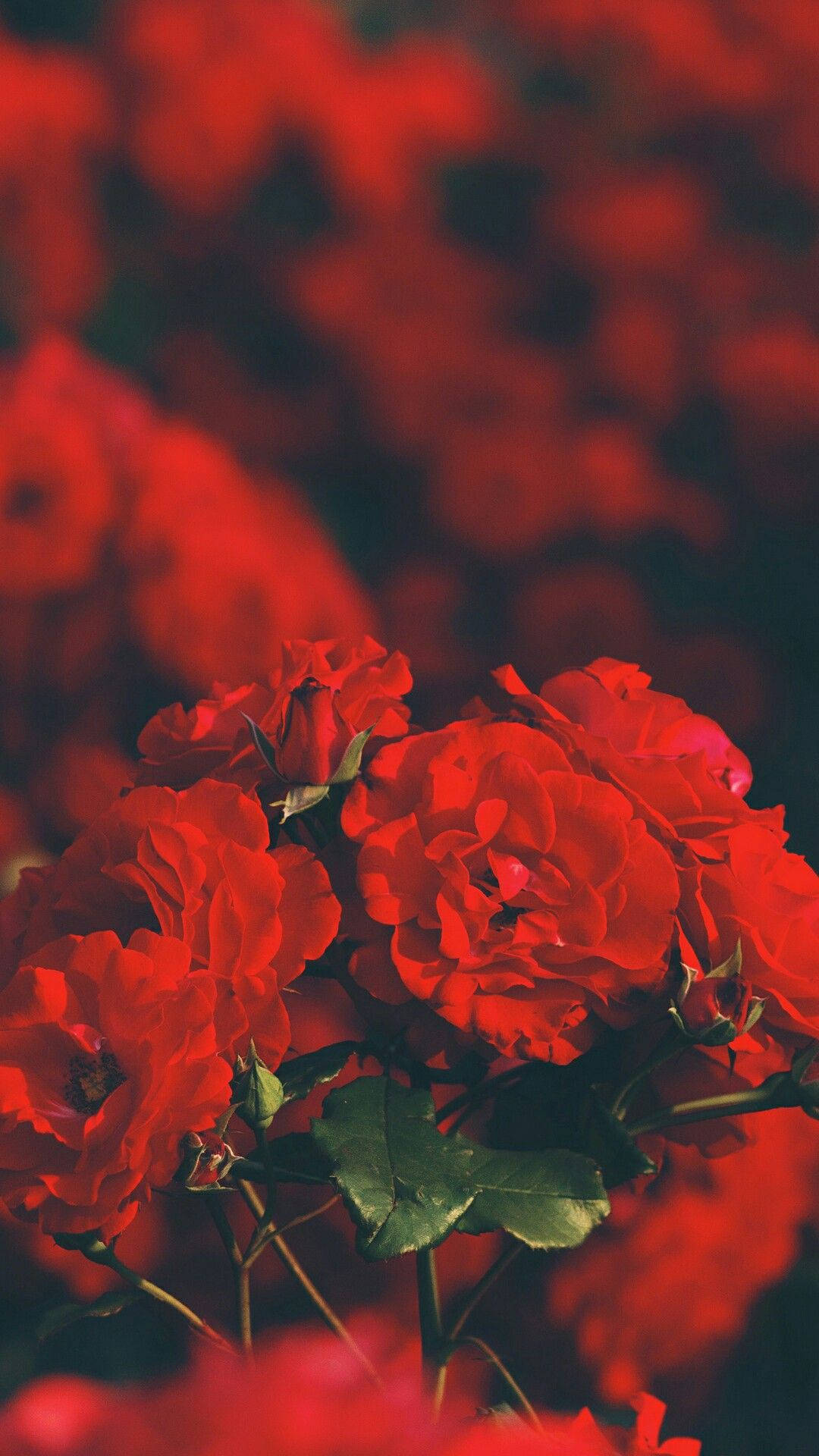 Rooi Rose Estetiese iPhone Muurpapier
