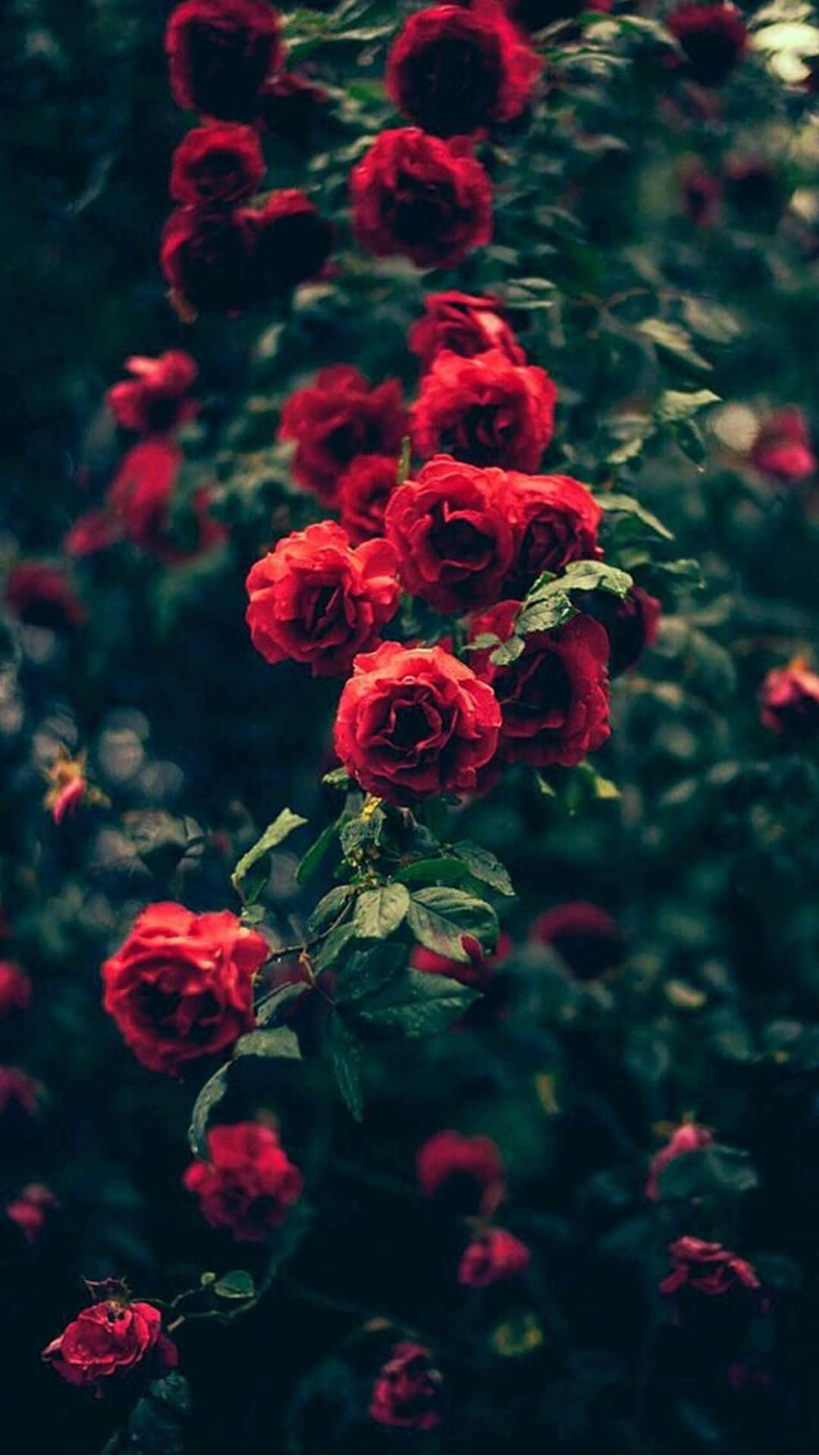 rooi rose in die donker Muurpapier