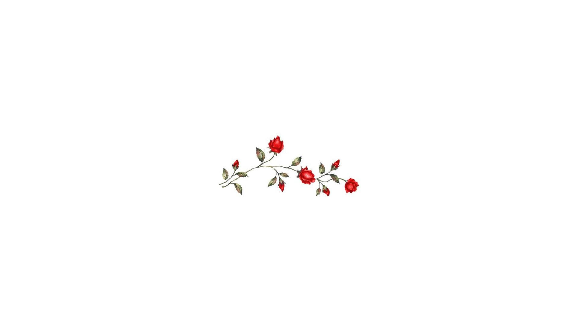 Rooi Rose op Estetiese Wit Muurpapier