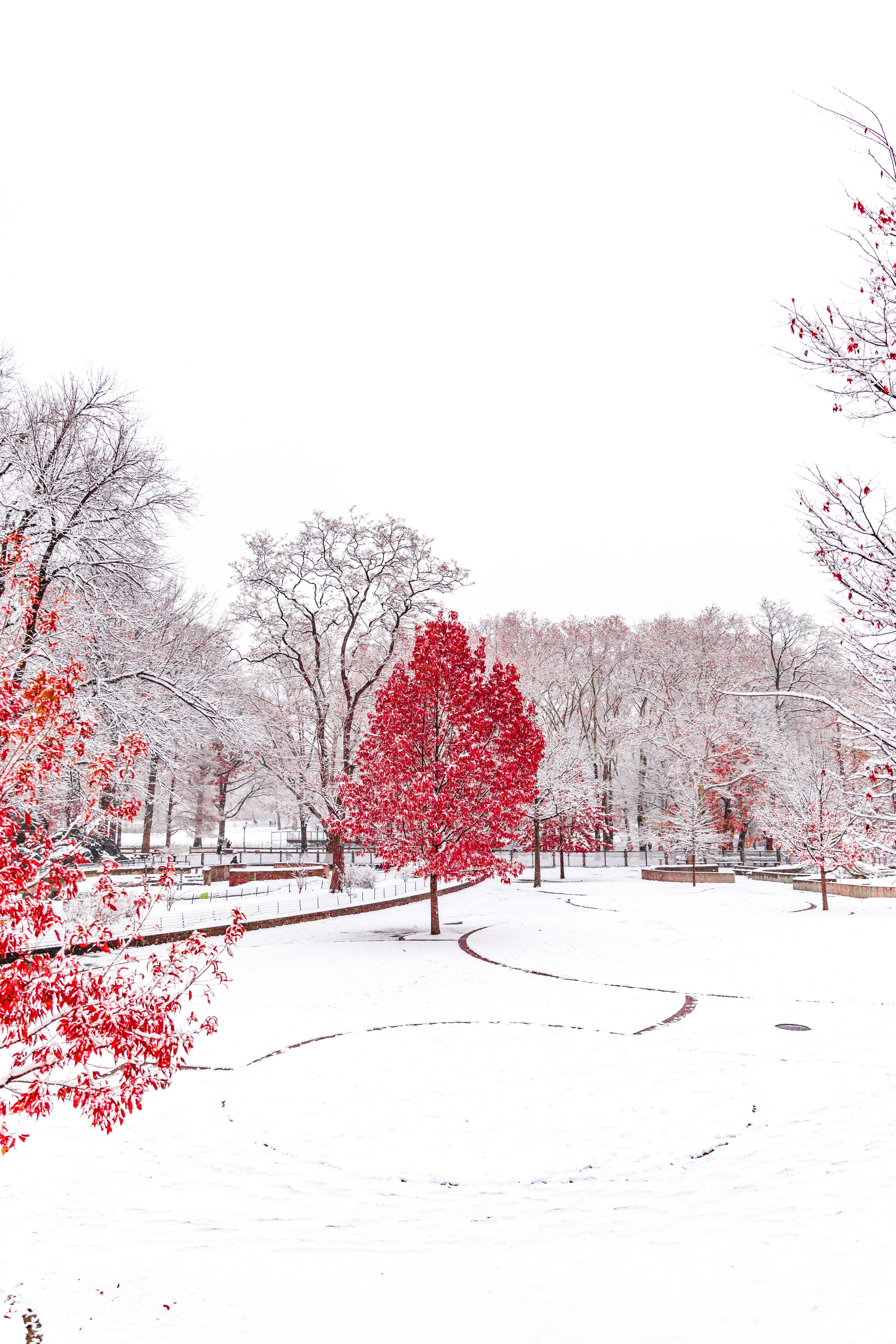 Rooi Winterbome Muurpapier