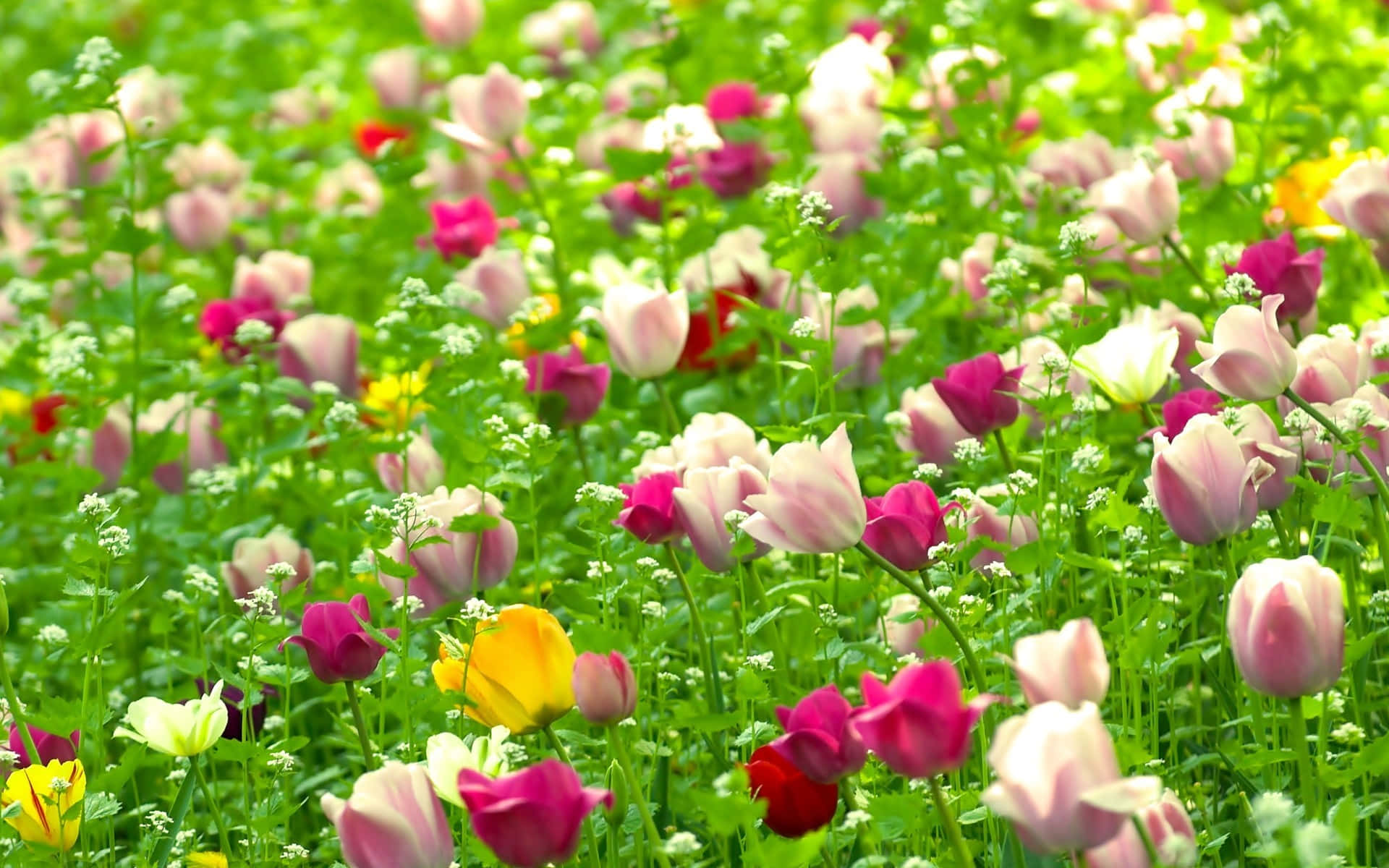 Rooi Wit Pienk Blomme Natuur Muurpapier