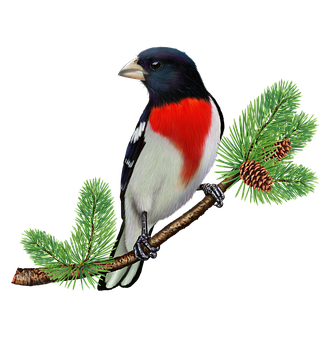 Roosbors Grosbeak op Dennetak Muurpapier