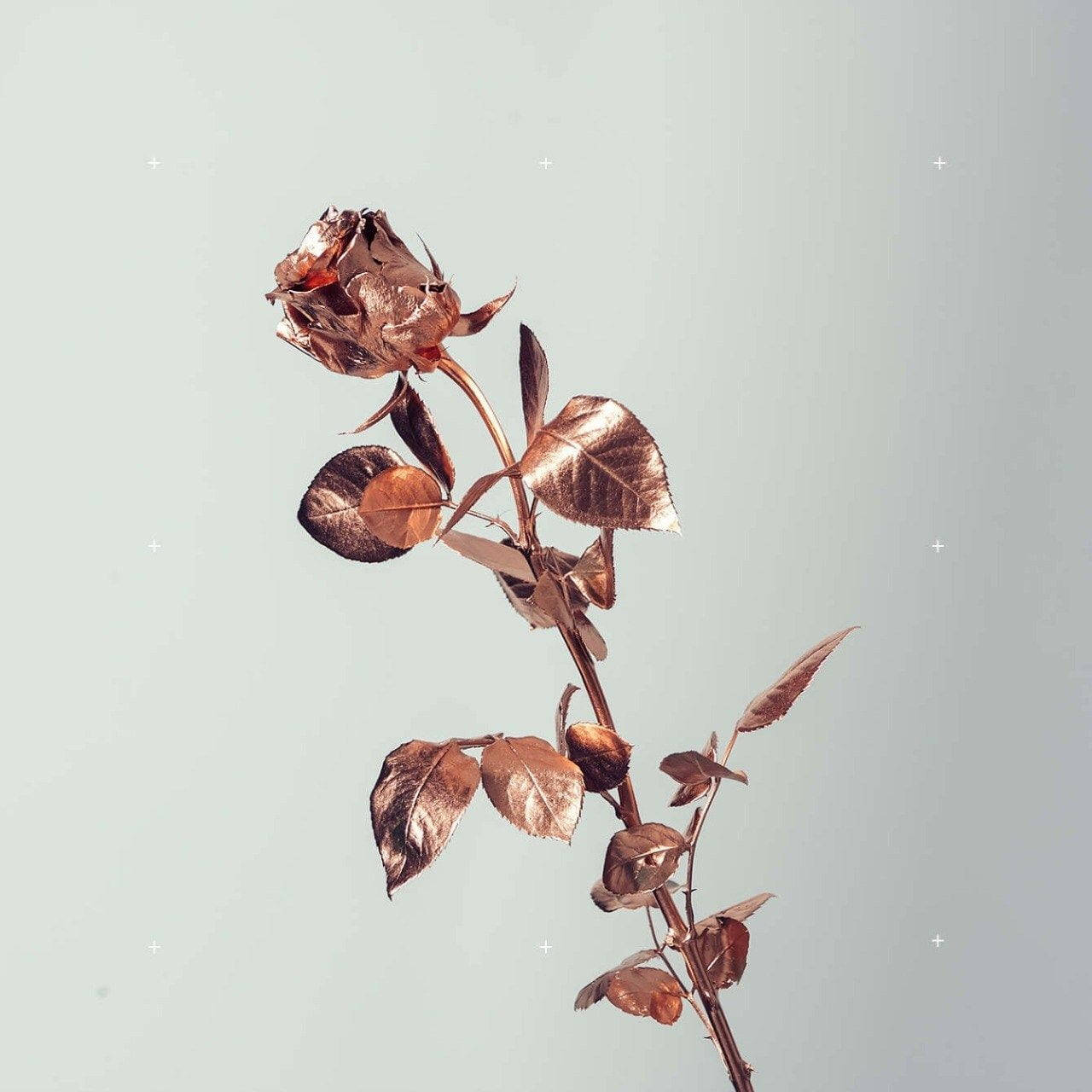 Roosgoud Tumblr Rose in Wit Muurpapier