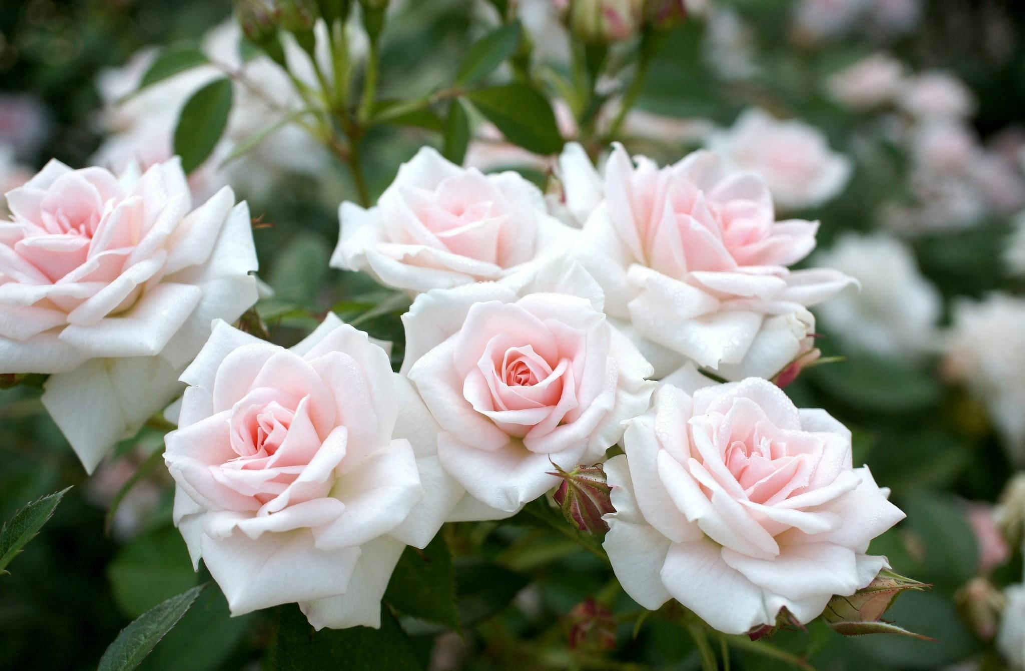 Rose met Skerp Rande Muurpapier