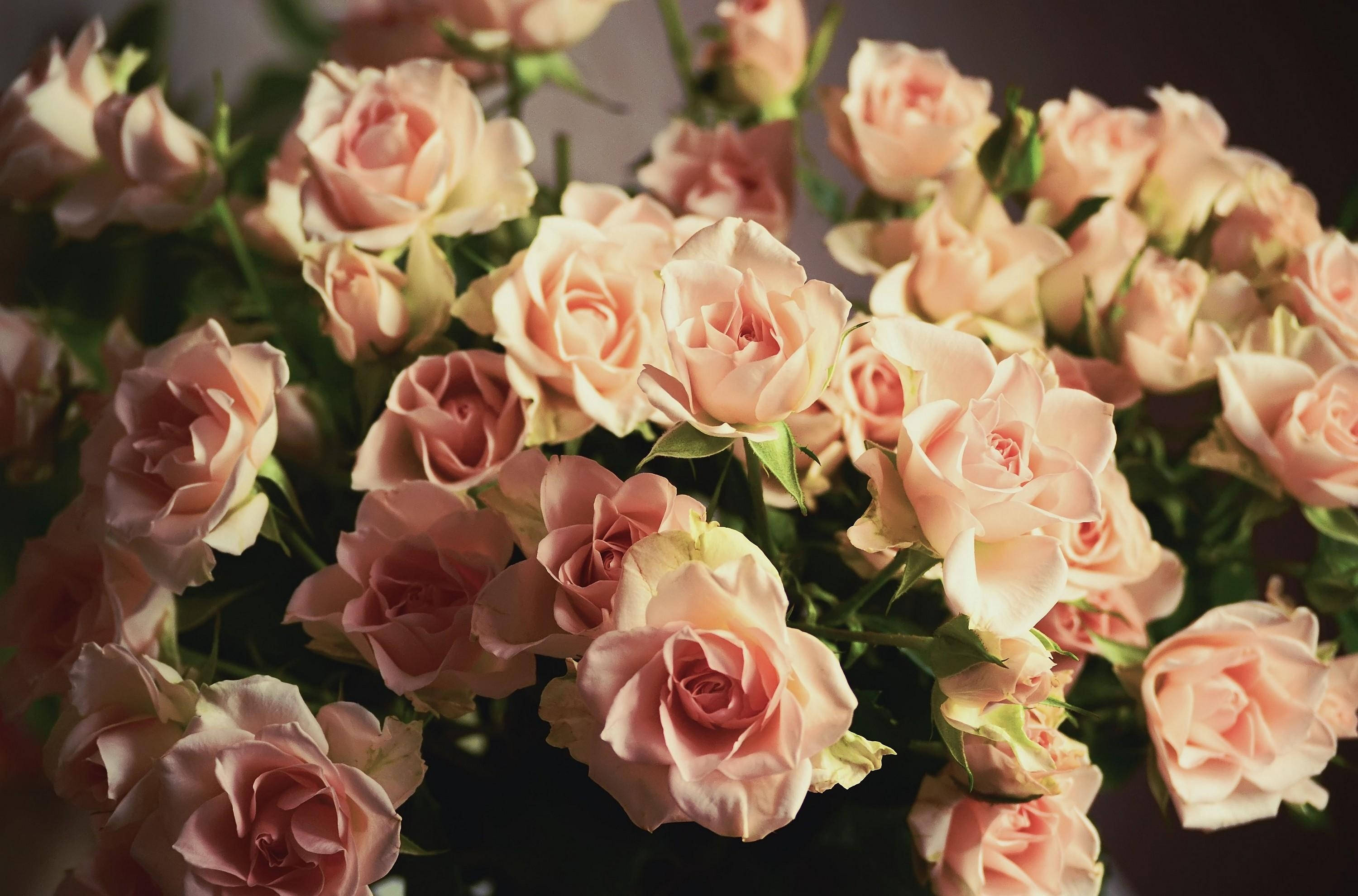 Ruiker van Skerp Rose Muurpapier