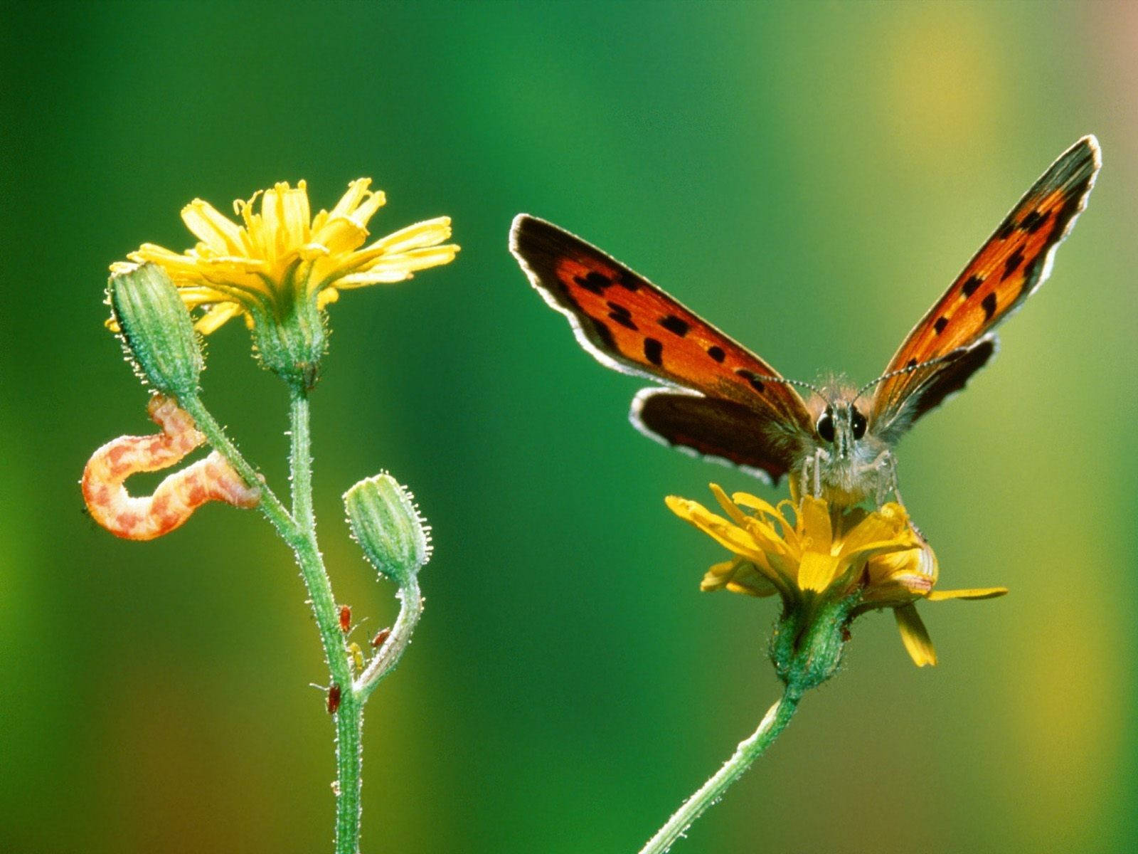 Rups in Crepis-plant Muurpapier