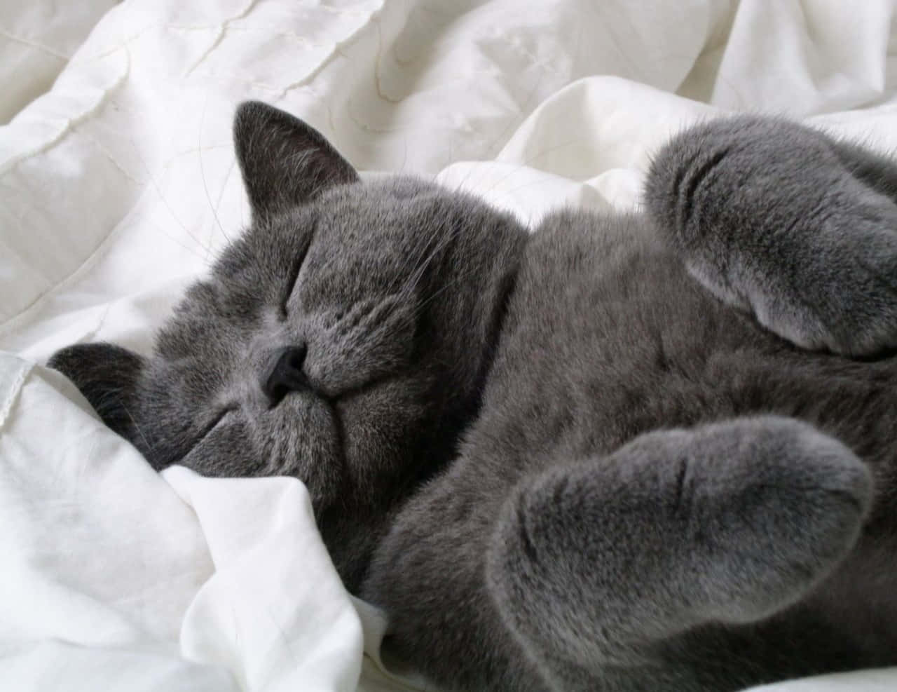 Russiese Blou Slaperige Grys Kat Prent Muurpapier