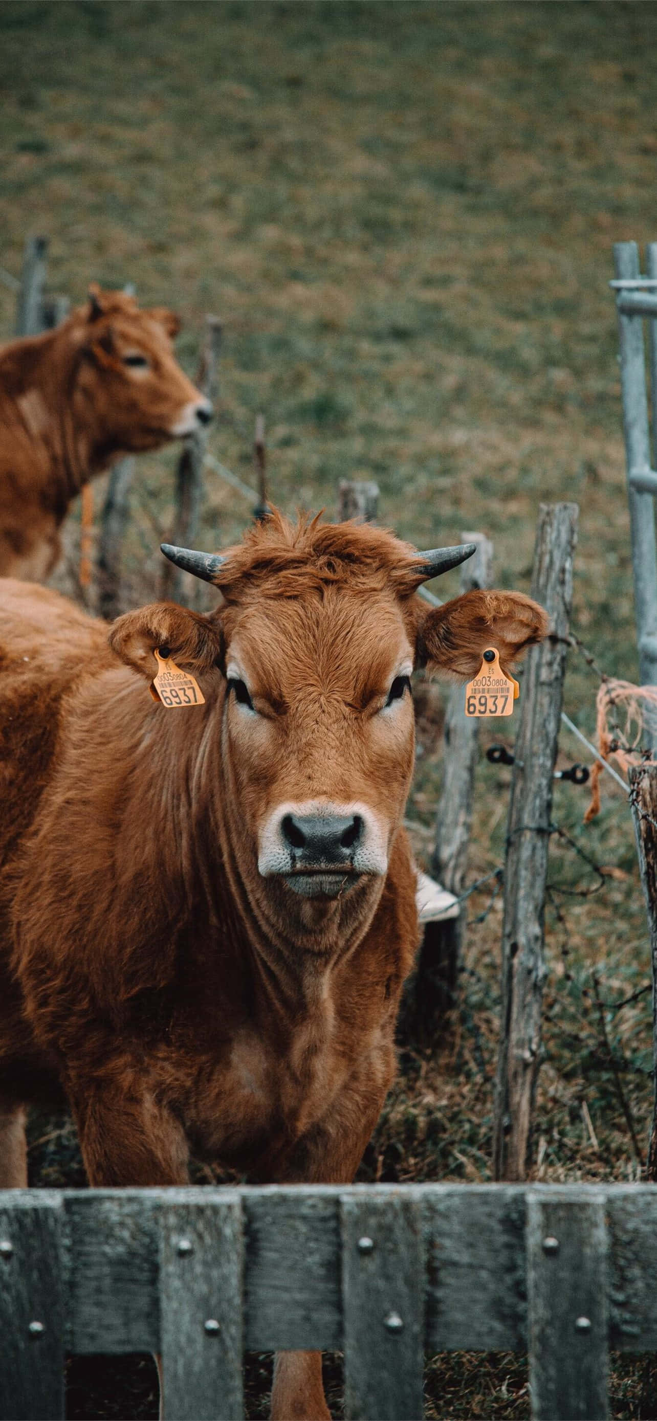 Rustige, Plattelandse Rust Vang de Oë van 'n iPhone Muurpapier