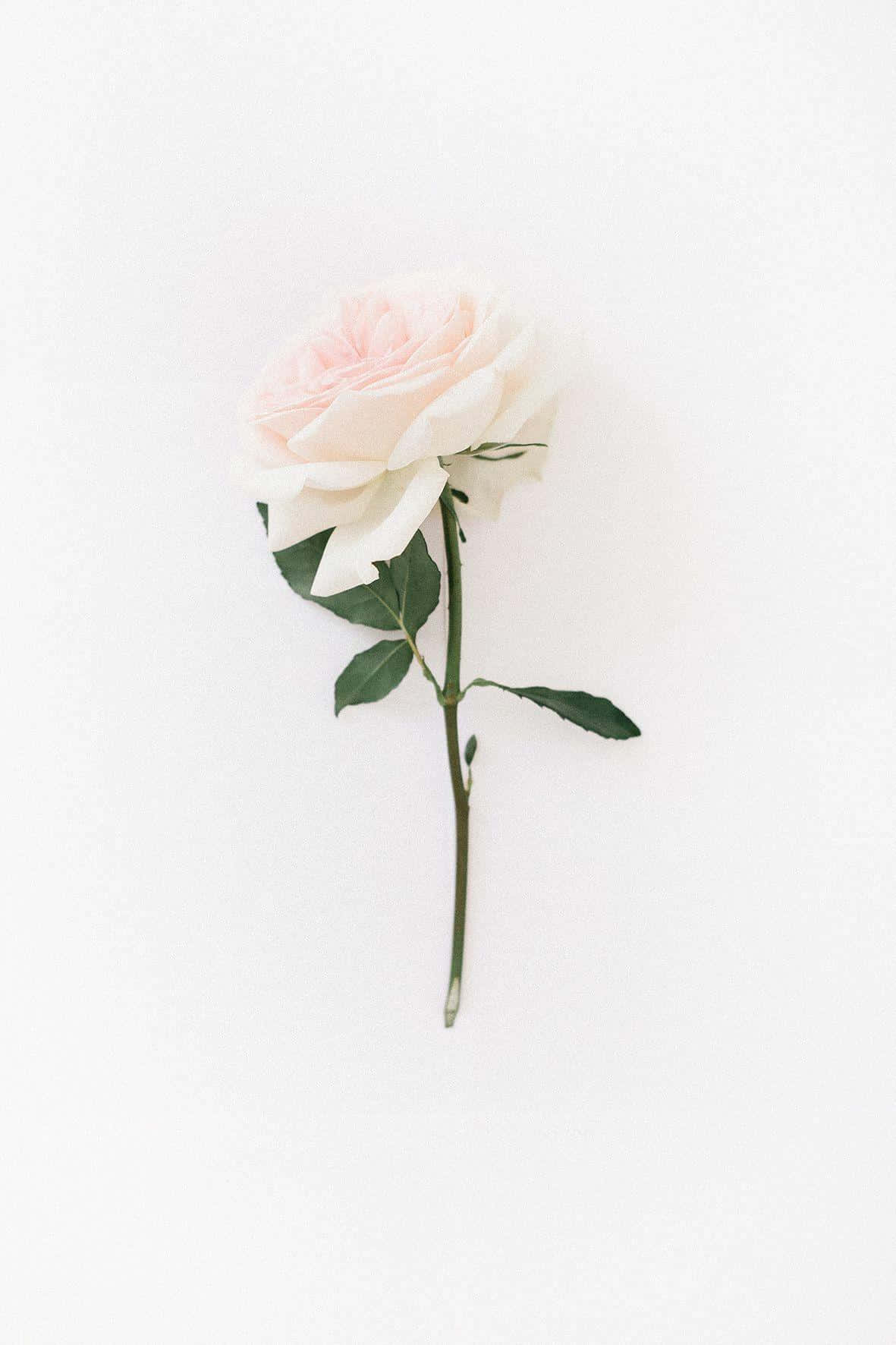 Ry deur hierdie blomparadys Muurpapier