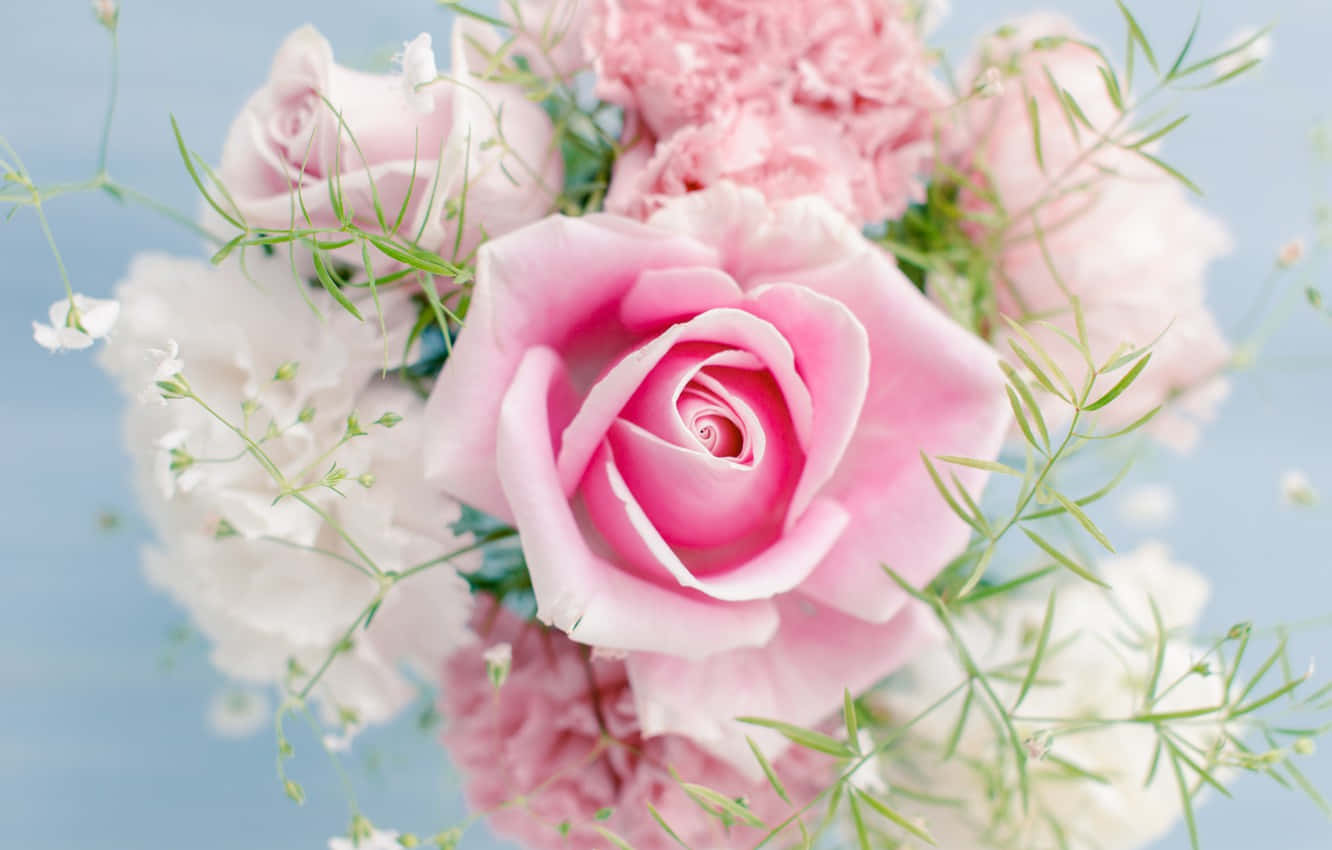 Rye van Pragtige Rooi Rose Muurpapier