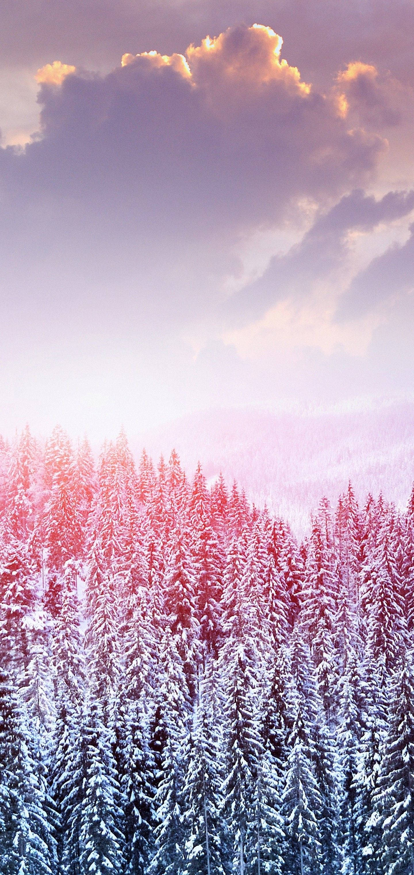 S10 Winter Sneeu Bome Muurpapier
