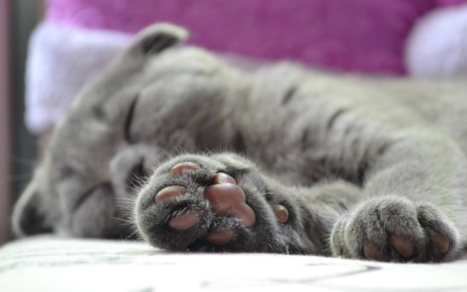 Grys kat met pienk pote wat slaap op 'n sagte bed met pers kussings. Oulike diervriende.
