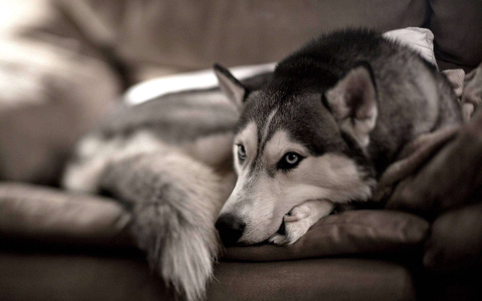 Hond agtergrond van Siberiese Husky wat op grys bank sit