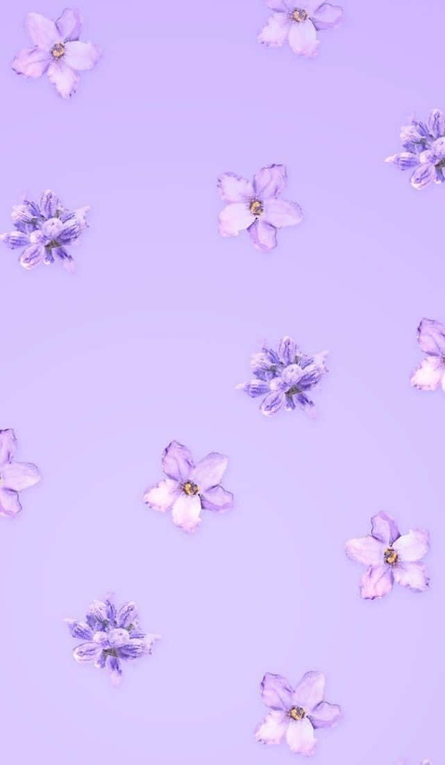 Sakura en Laventel Pastelpers Estetiese Agtergrond Muurpapier