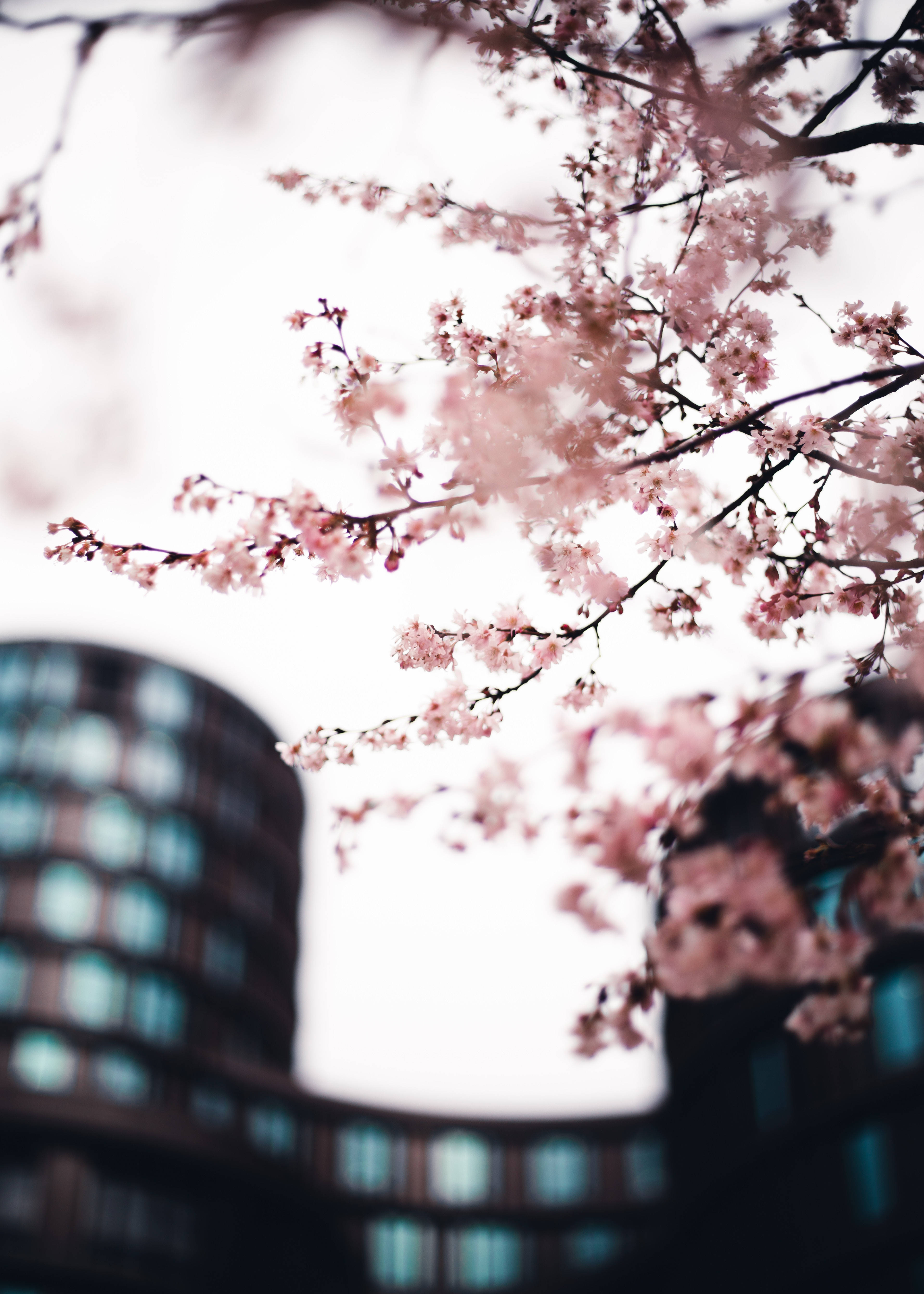 Sakura in die Stad, Lente in Japan Muurpapier