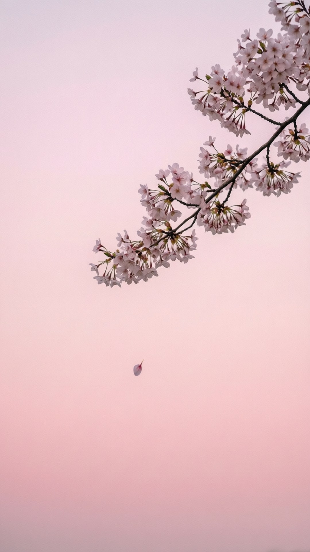 Sakura Minimaal Muurpapier