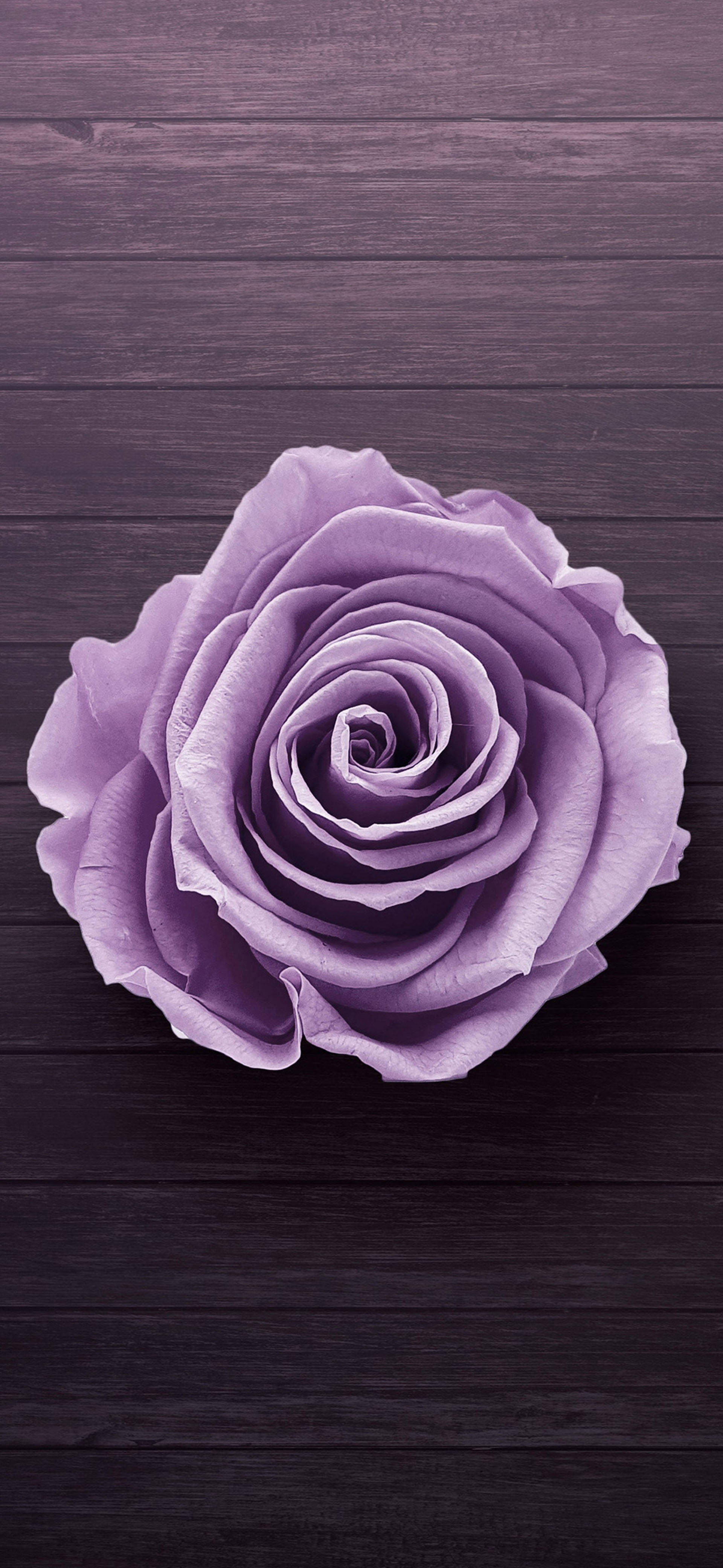 Samsung Galaxy S22 Pers Roos Muurpapier