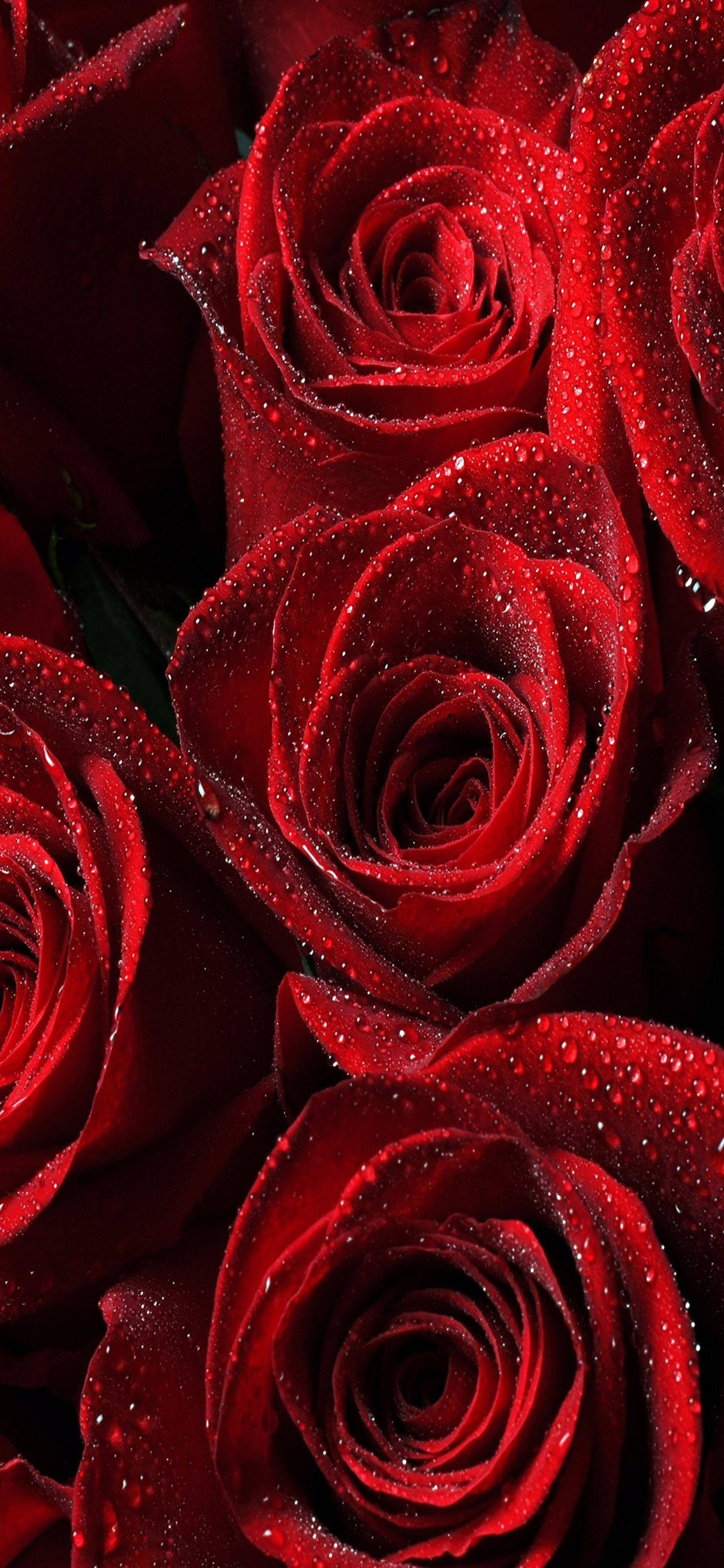 Samsung Galaxy S22 Rooi Rose Muurpapier