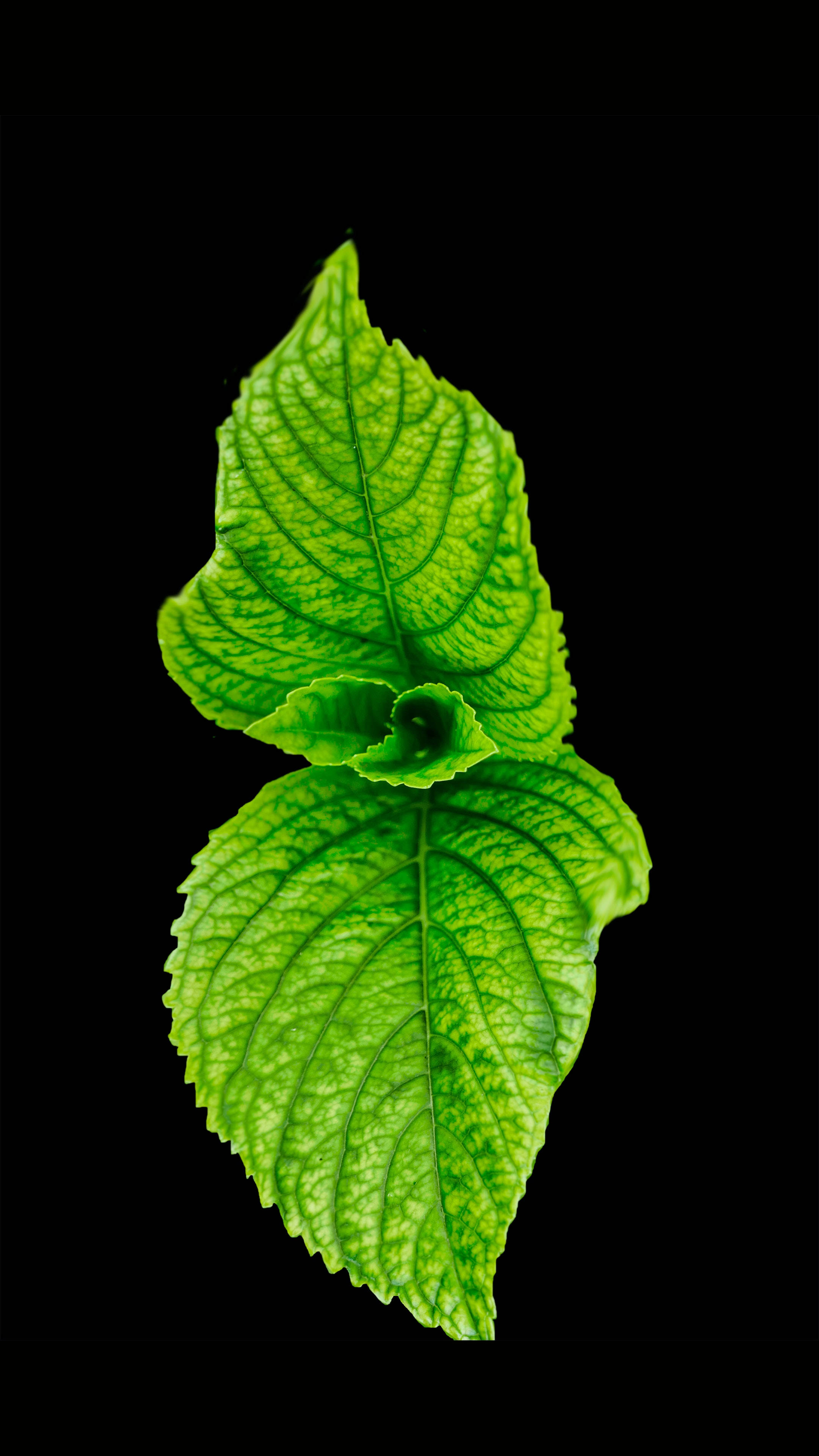 Samsung S20 Ultra Groen Blare Muurpapier