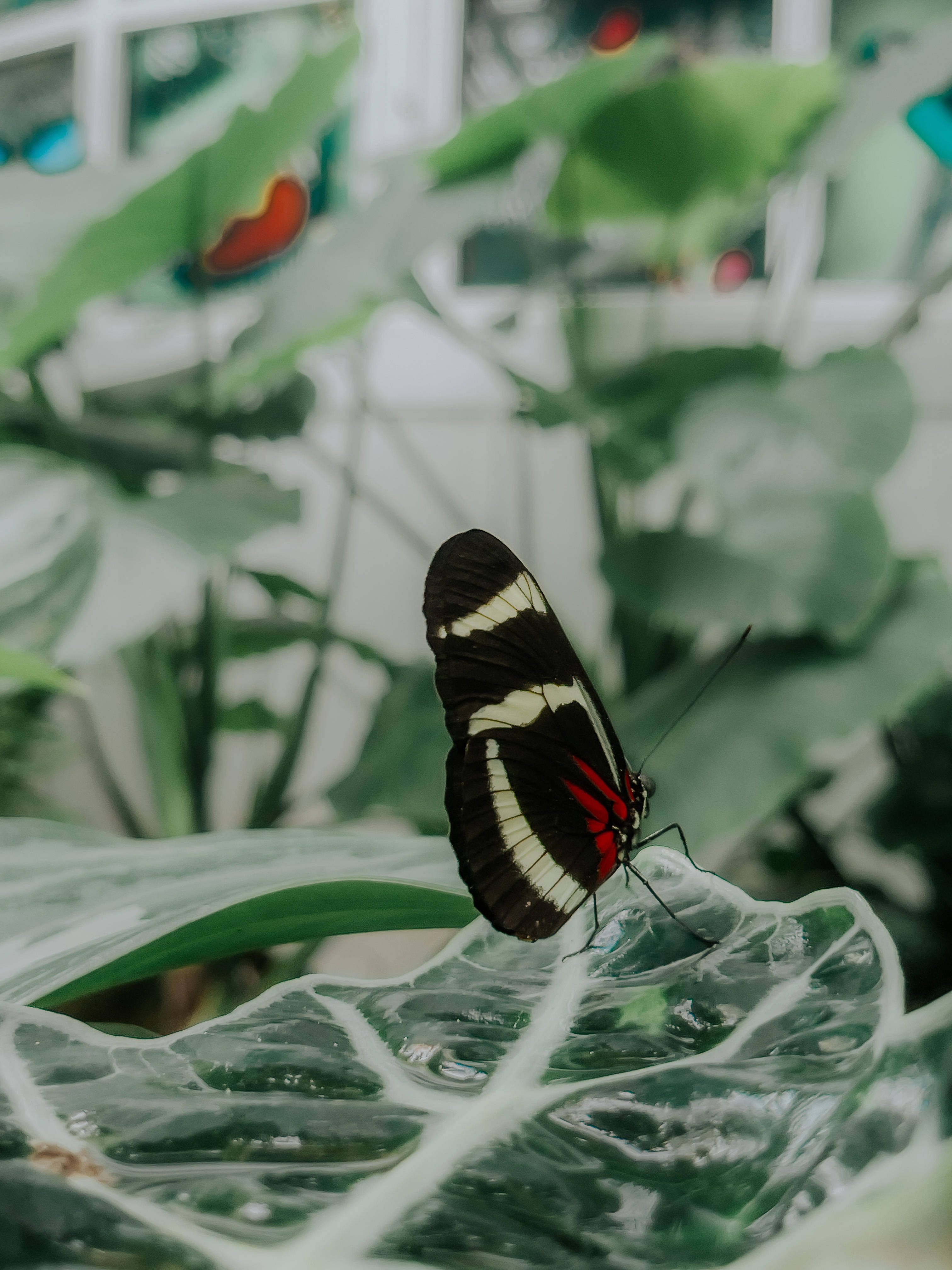 Sara Longwing Estetiese Skoenlapper Muurpapier