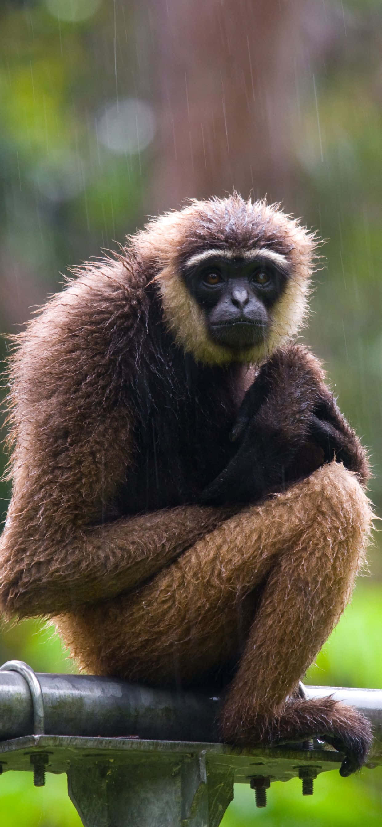 Sê hallo vir die nuwe iPhone Xs Max Gibbon Muurpapier