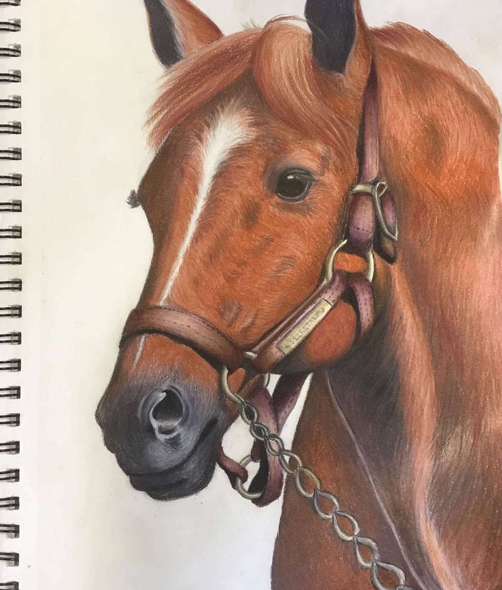 Secretariat Tekening Muurpapier