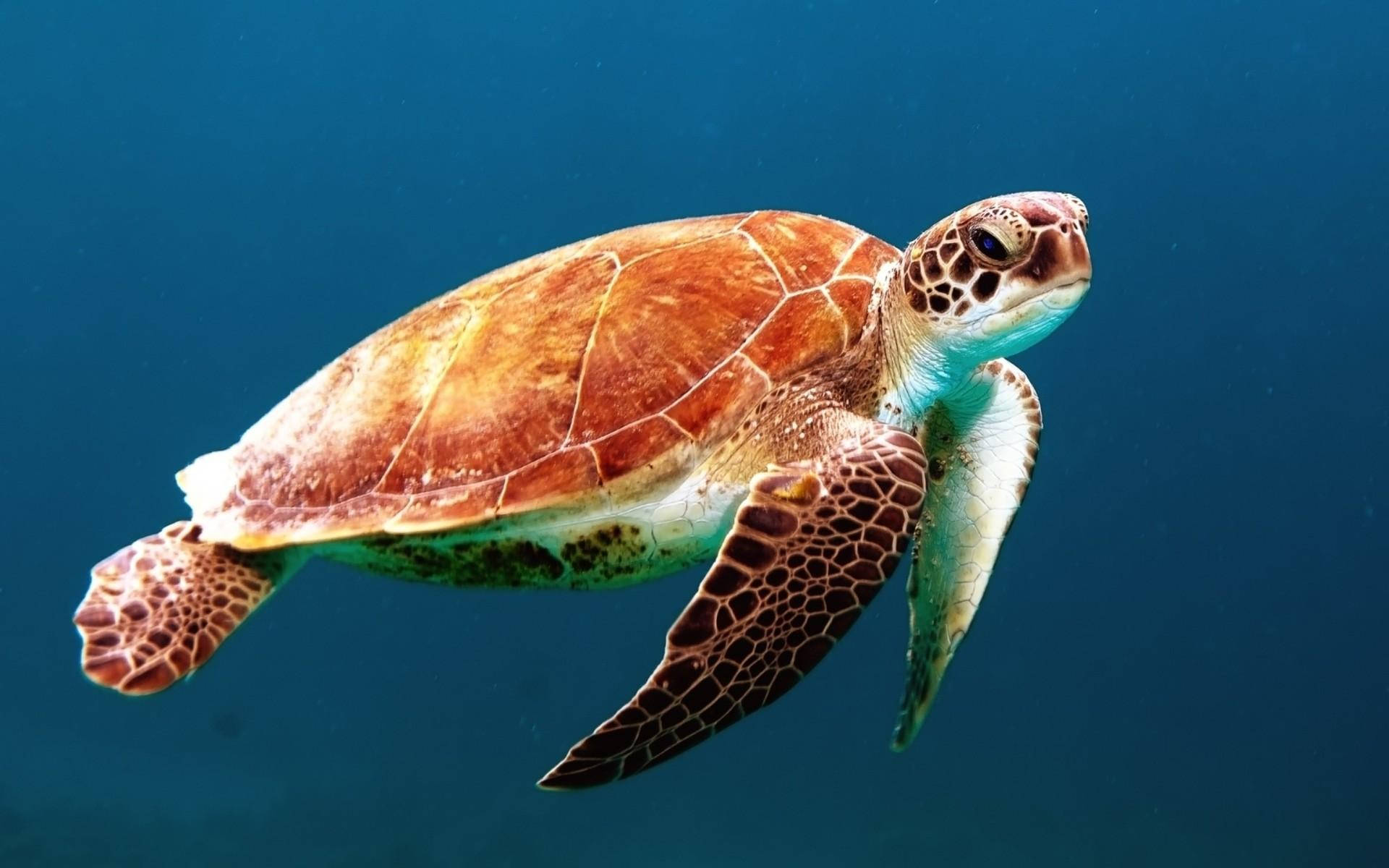 See-skildpad met Bruin Benerige Skulp Muurpapier