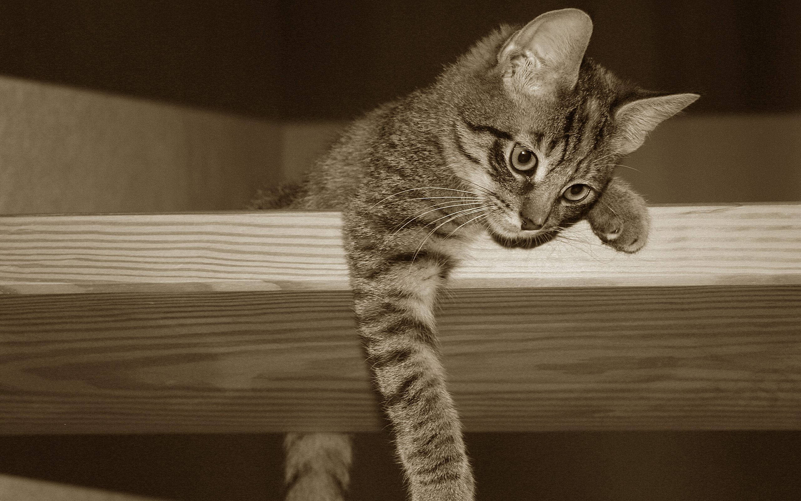 Sepiafoto van Kawaii Kat Op Randsteen Muurpapier