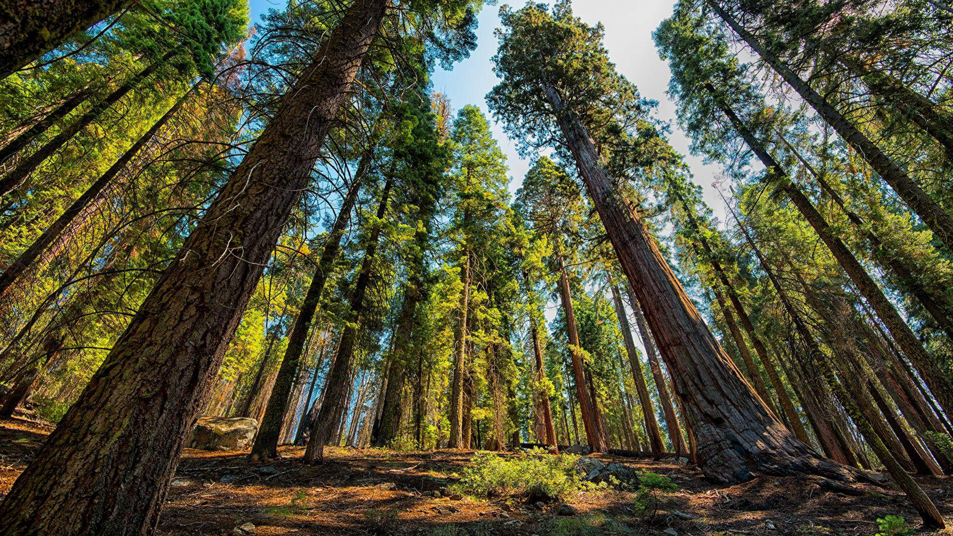 Sequoia Nasionale Park in Sonskyn Muurpapier