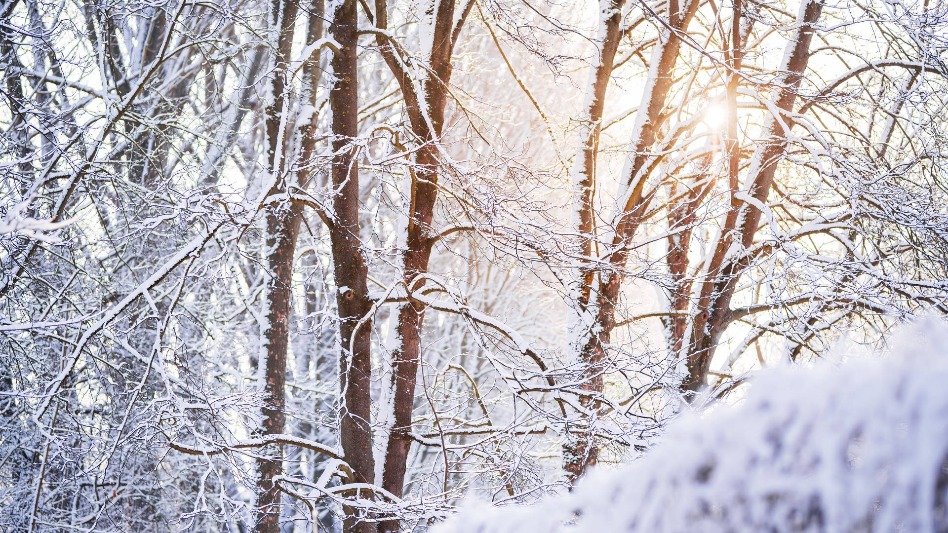Sereen Winter Aanblik Bos Muurpapier