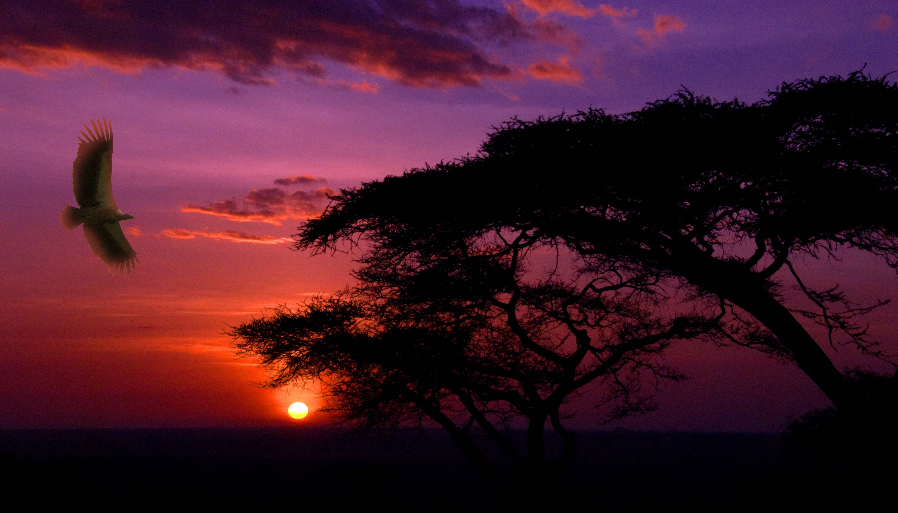Serengeti Nasionale Park Pragtige Sonsondergang Muurpapier