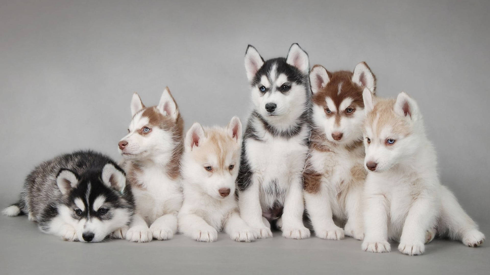 Ses Husky-hondjie Fotoshoot Muurpapier
