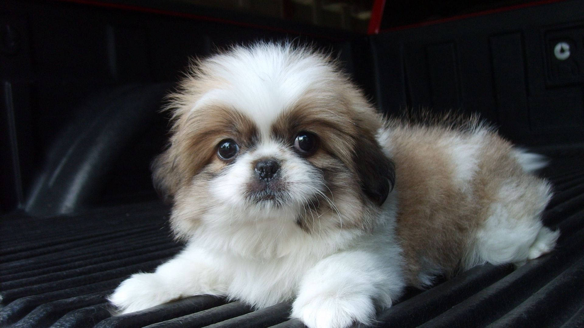 Shih Tzu hondjie kyk na kamera Muurpapier