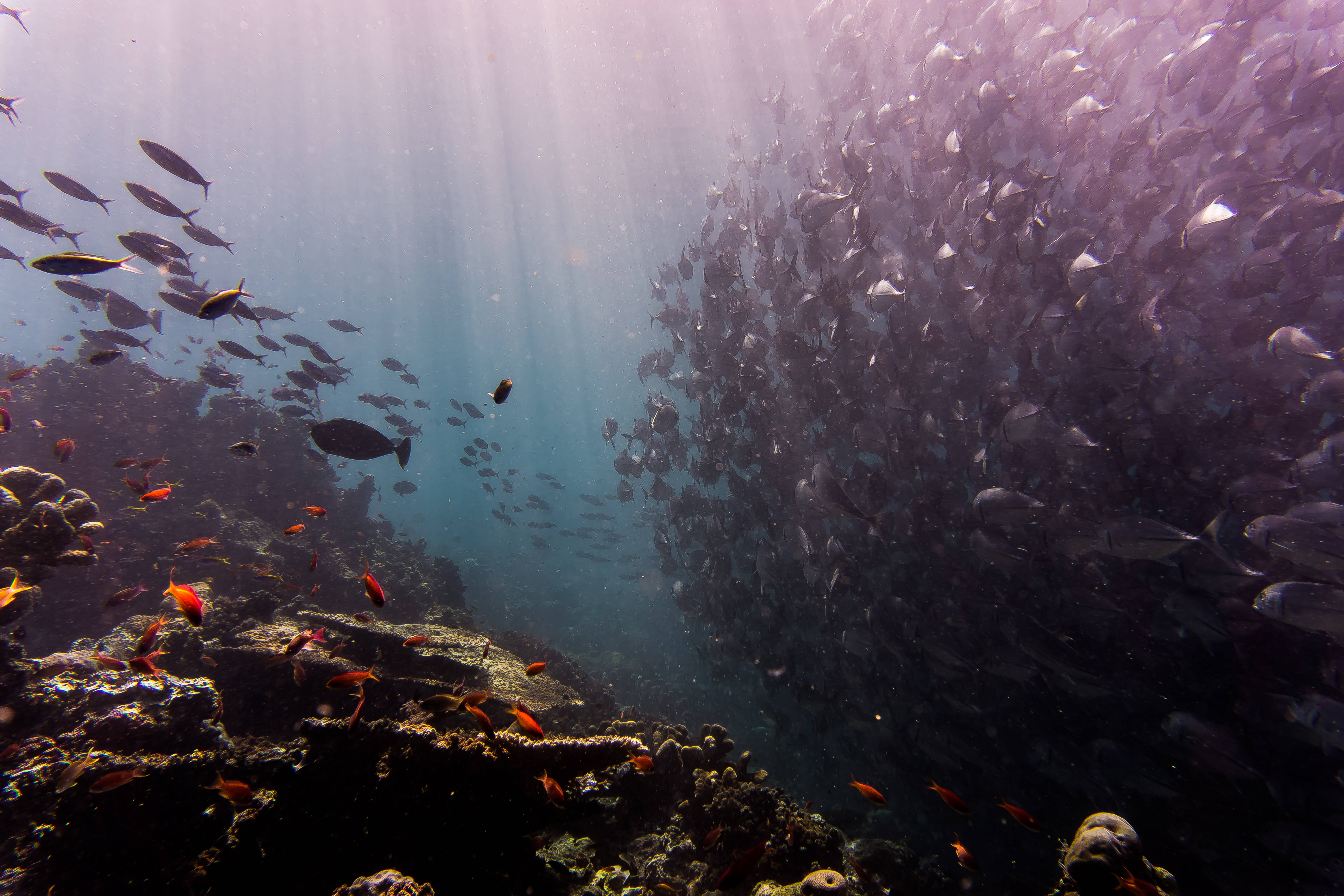 Shoal 4K Ultra HD Vis Muurpapier