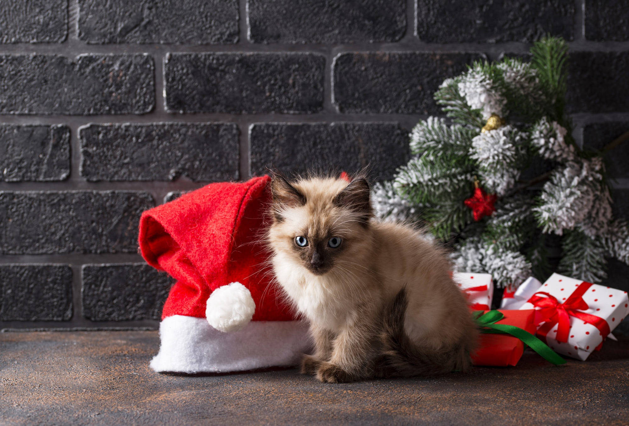 Siamese Kersfees Geskenke Kitten Muurpapier