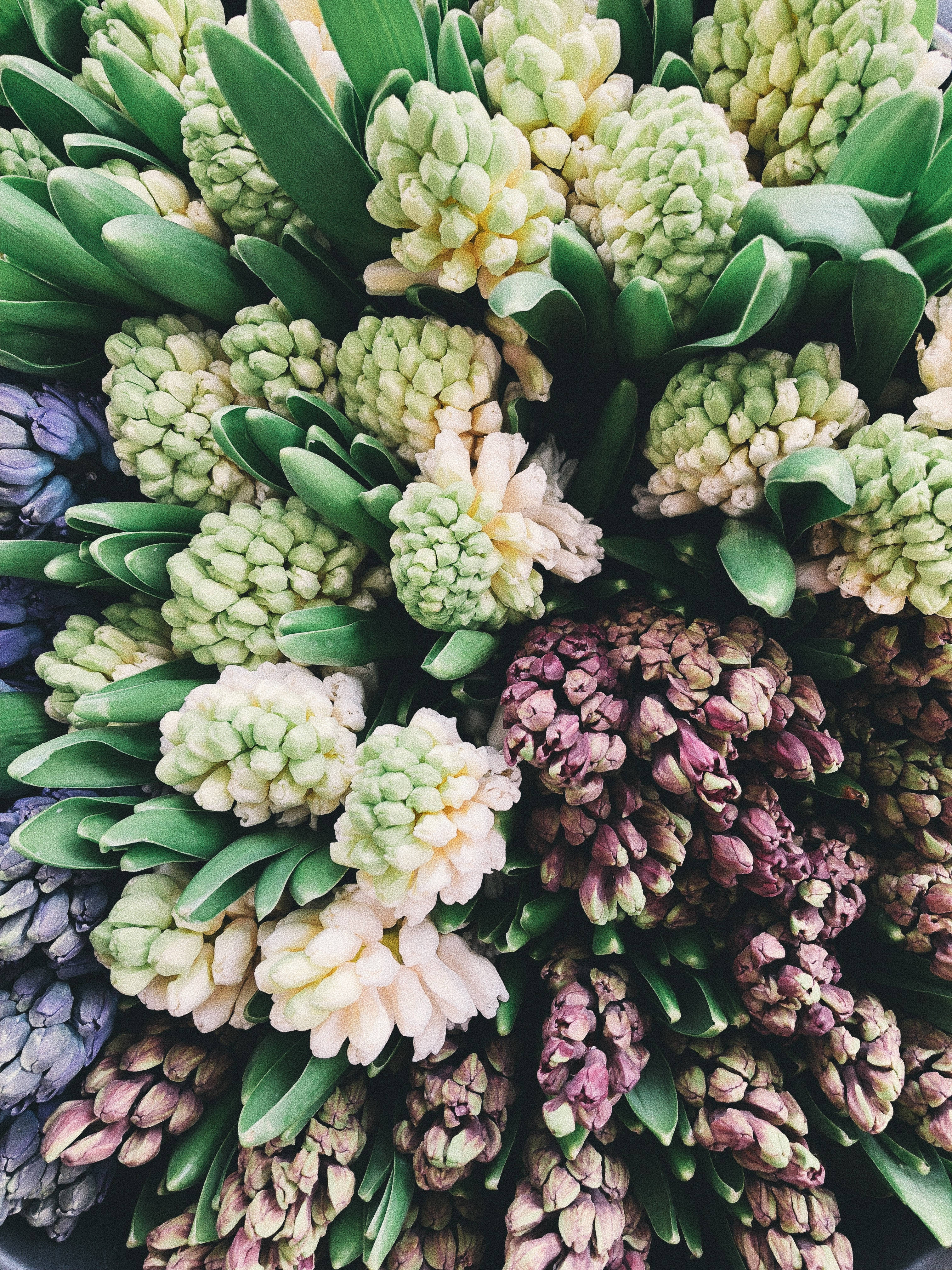 Siasintblomme In Die Mark Muurpapier