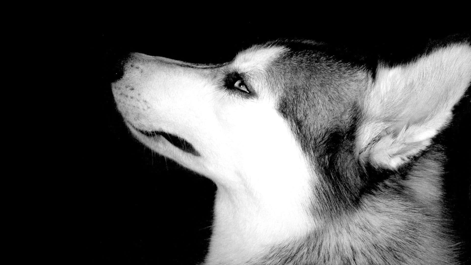 Siberiese Husky Hondsprofiel Muurpapier