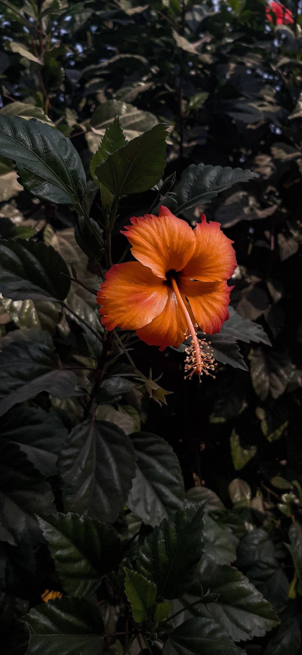 Skaars Hibiskusblom Muurpapier