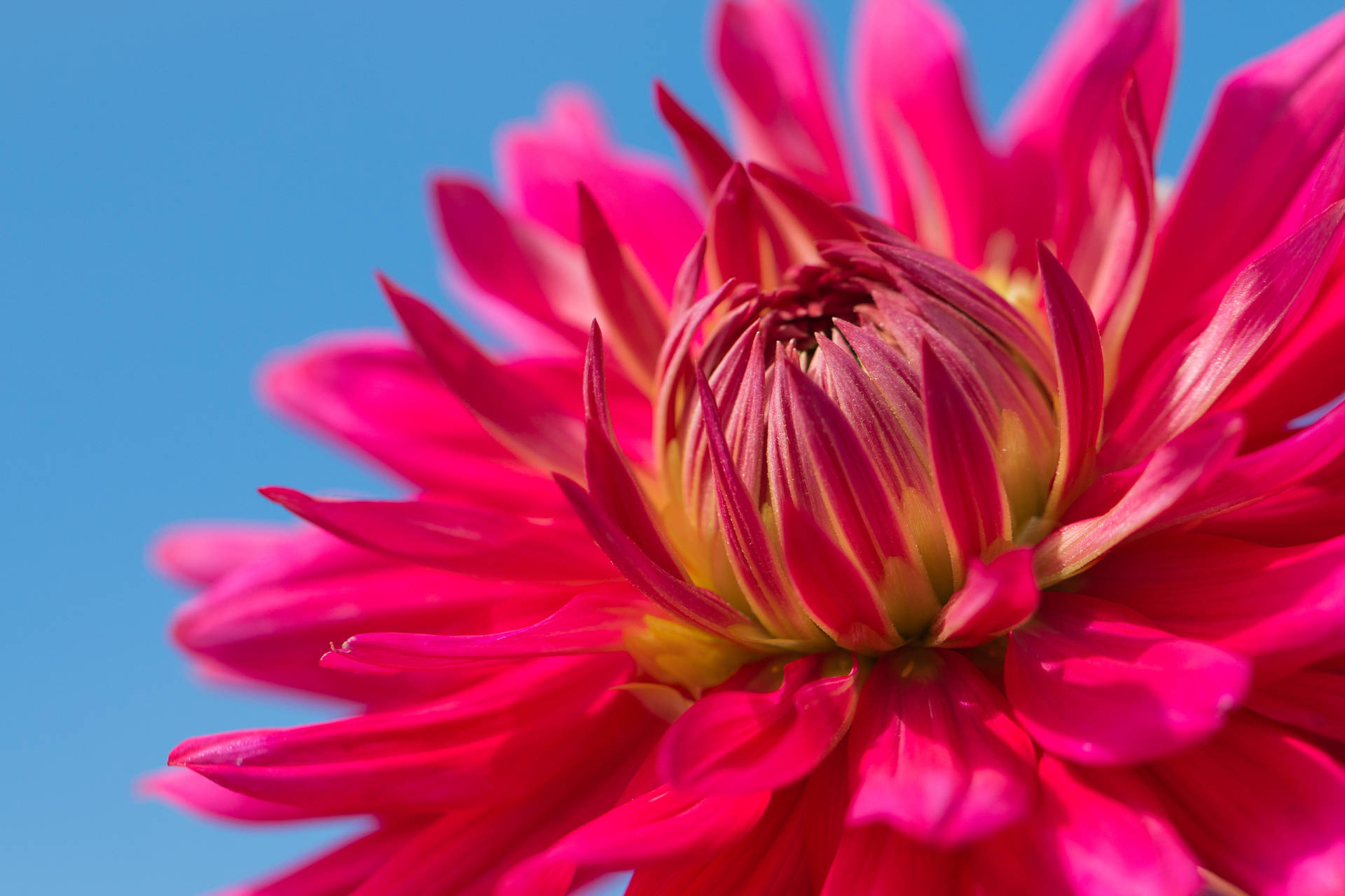 Skerp Gestruktureerde Blomblare — Blom GIF Muurpapier