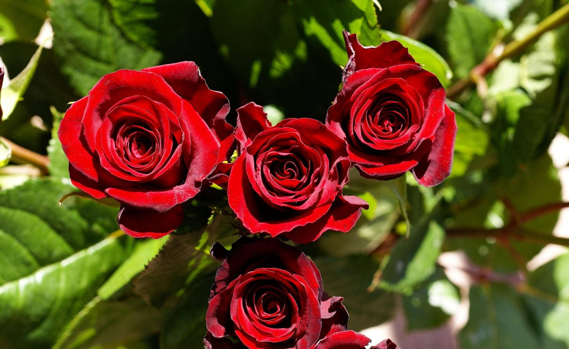 Skerp Rooi Rose — Blom GIF Muurpapier