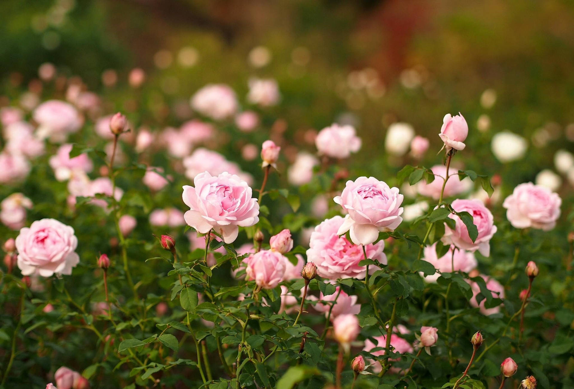 Skerp Roos Hemel Tuin — Blom GIF Muurpapier