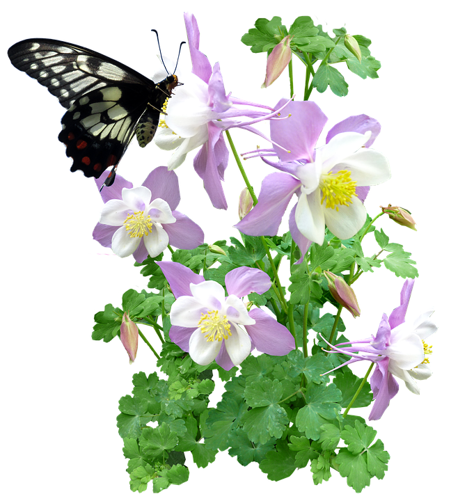 Skoenlapper op Columbine-blomme Muurpapier