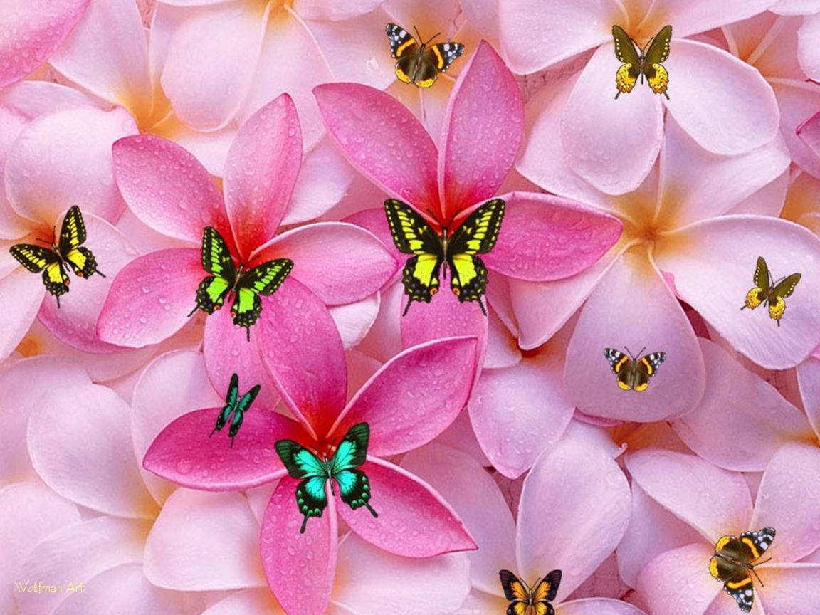 Skoenlappers en Pragtige Blomme Muurpapier