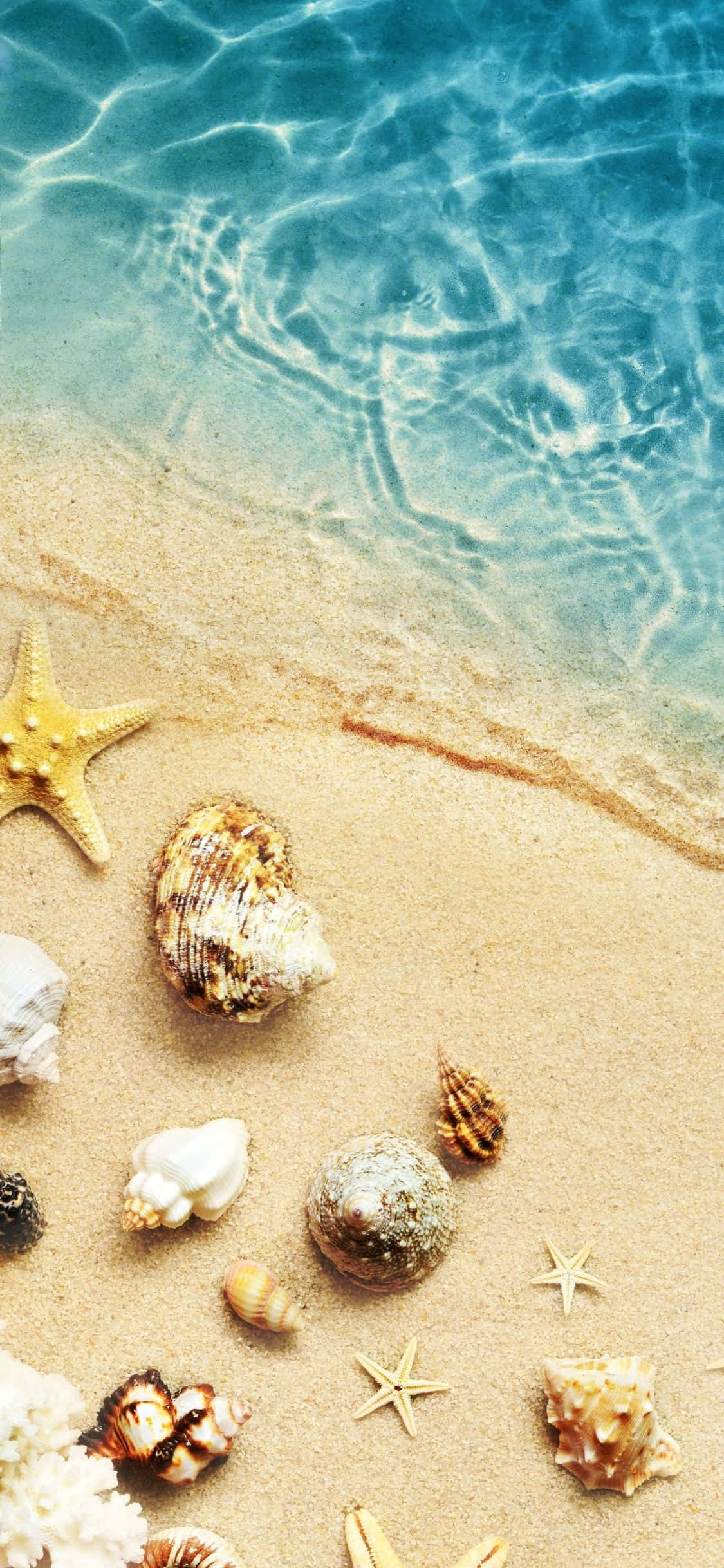 Skulpe Langs Water iPhone X Somer Agtergrond Muurpapier