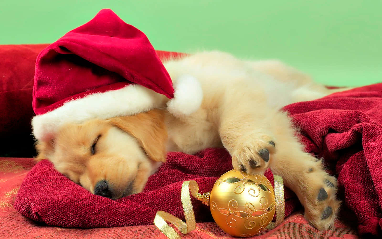 Slaapende Hond met Kersvaderhoed Prent Muurpapier
