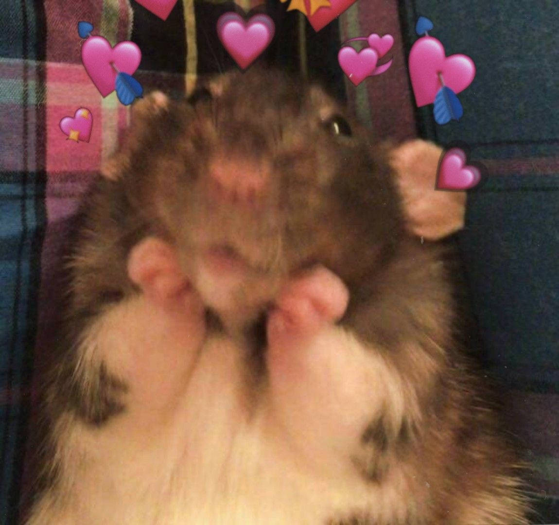 Smeulende Hamster Meme Muurpapier