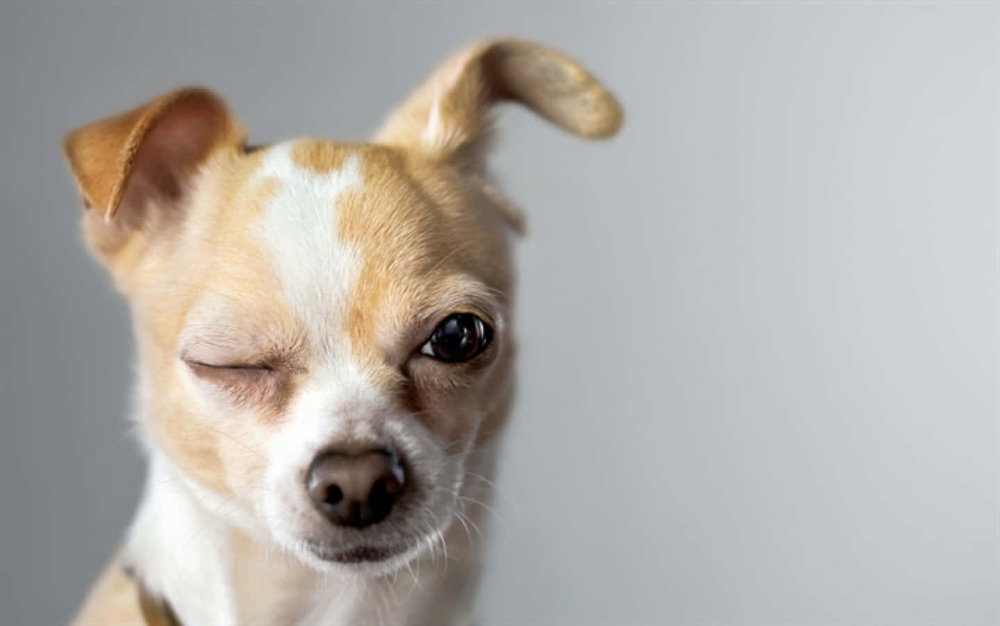 Snaaks Knipoog Chihuahua Prente Muurpapier