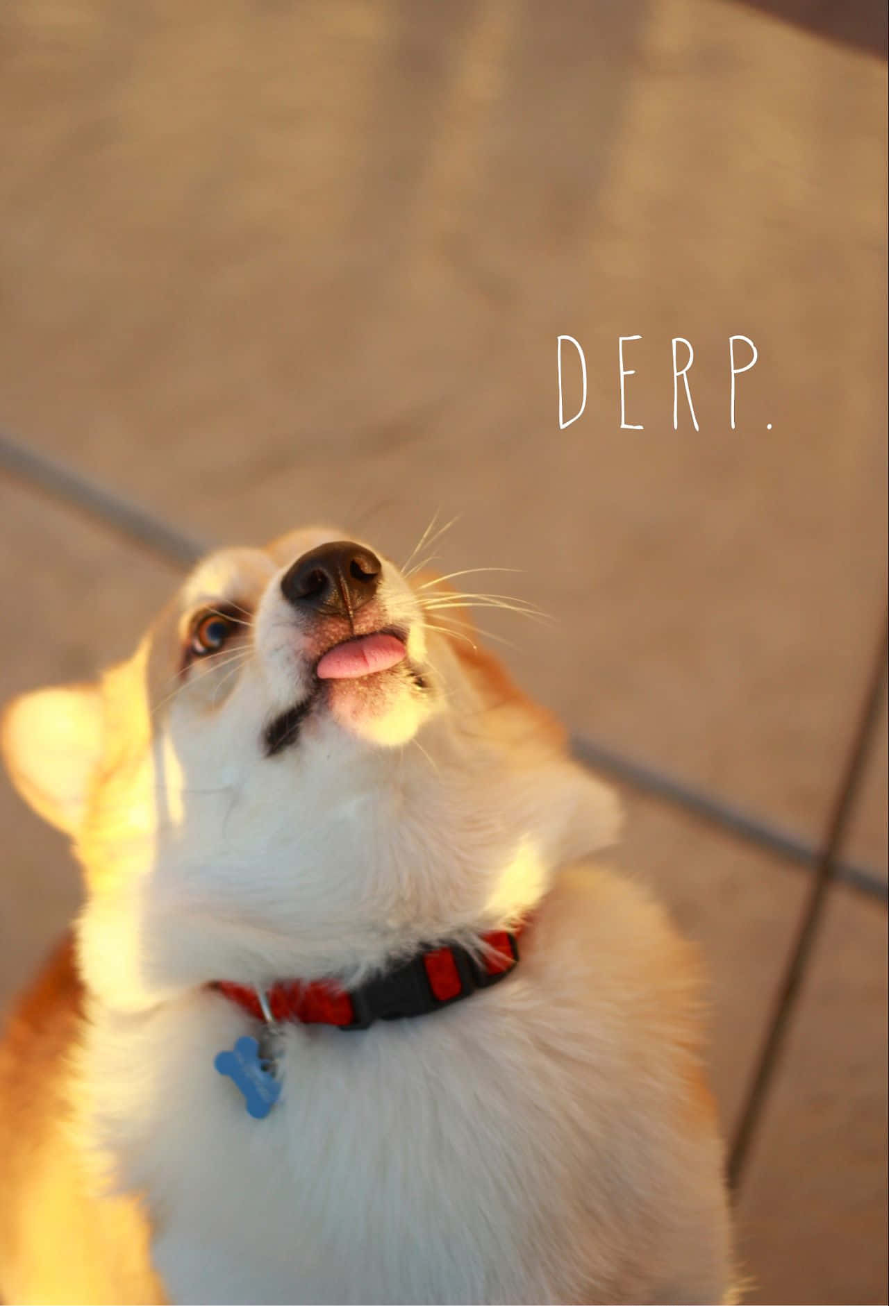 Snaakse Corgi Tong Uithang Goue Uur Prent Muurpapier