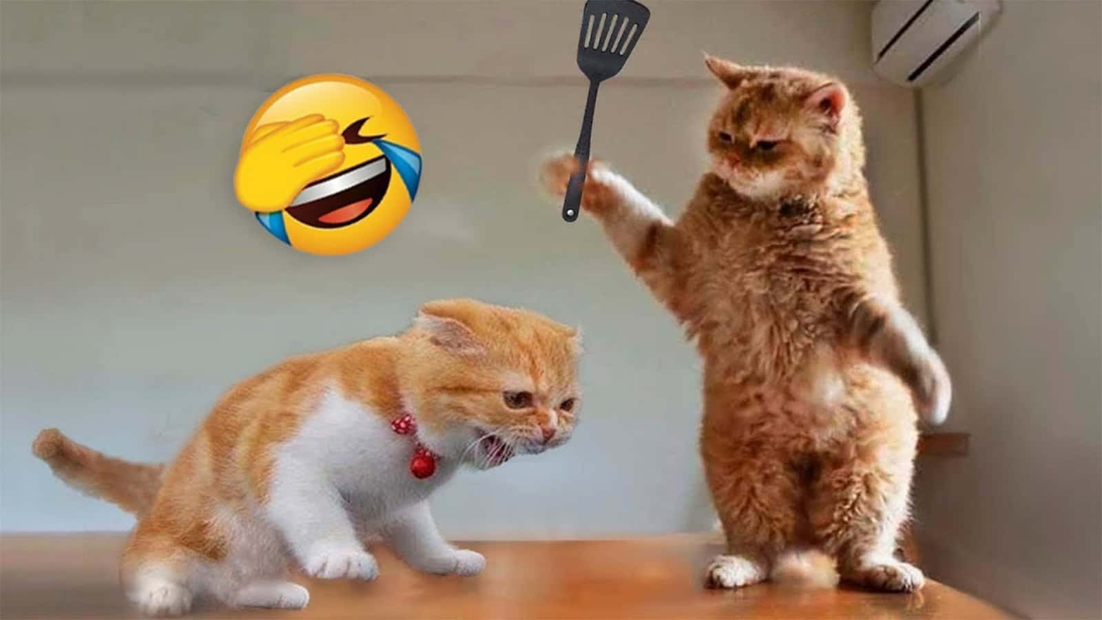 Snaakse Diere Kat Meme Geveg Met Emoji Prente Muurpapier