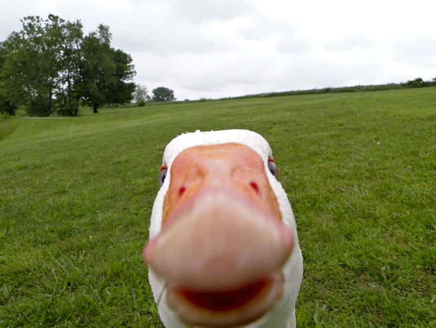 Snaakse Gans Gesig Muurpapier